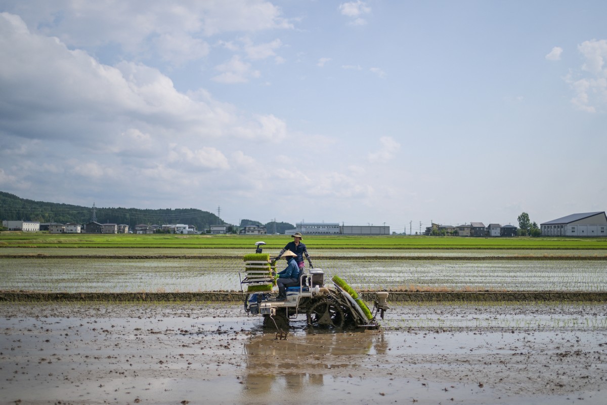 Ishiba Government Reverses Course: Pledges to Boost Rice Output Amid Price Crisis